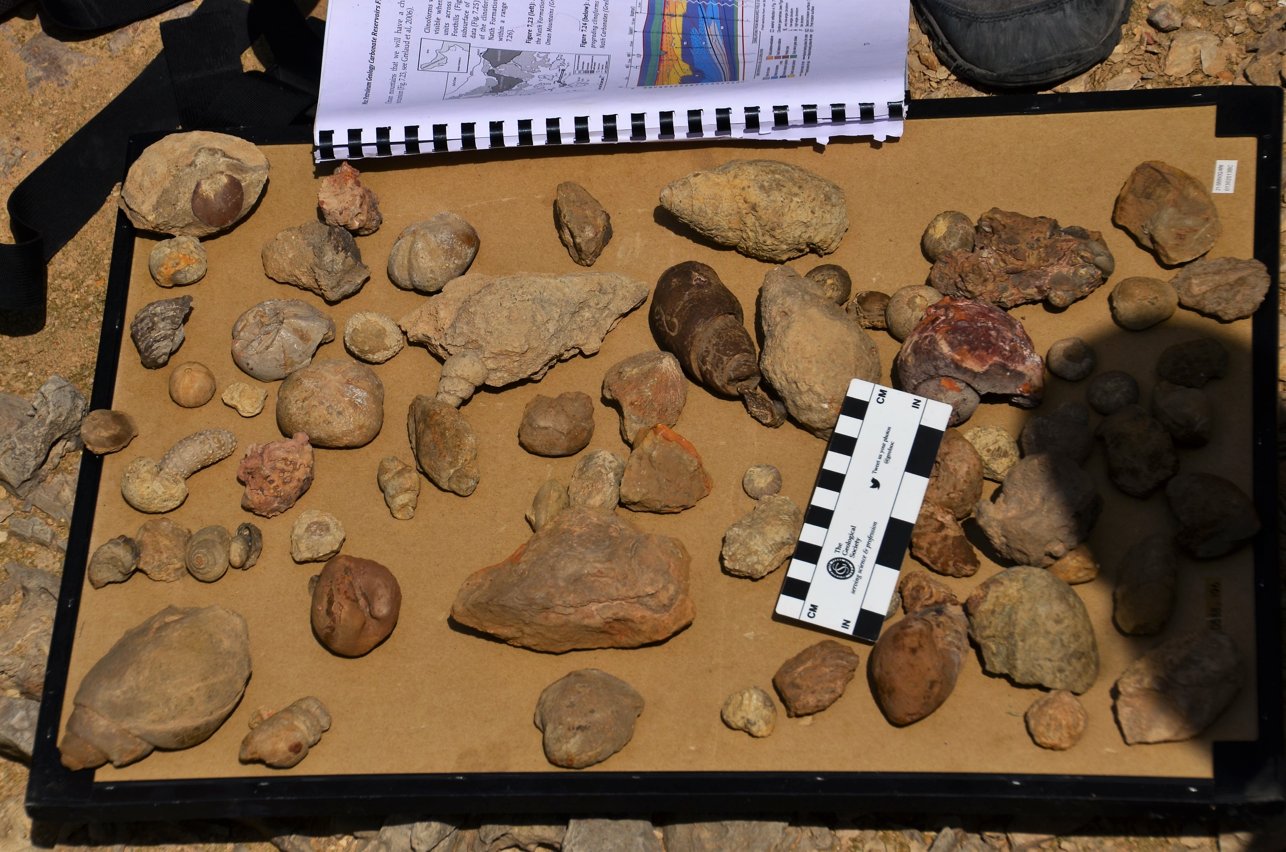 Oman field course