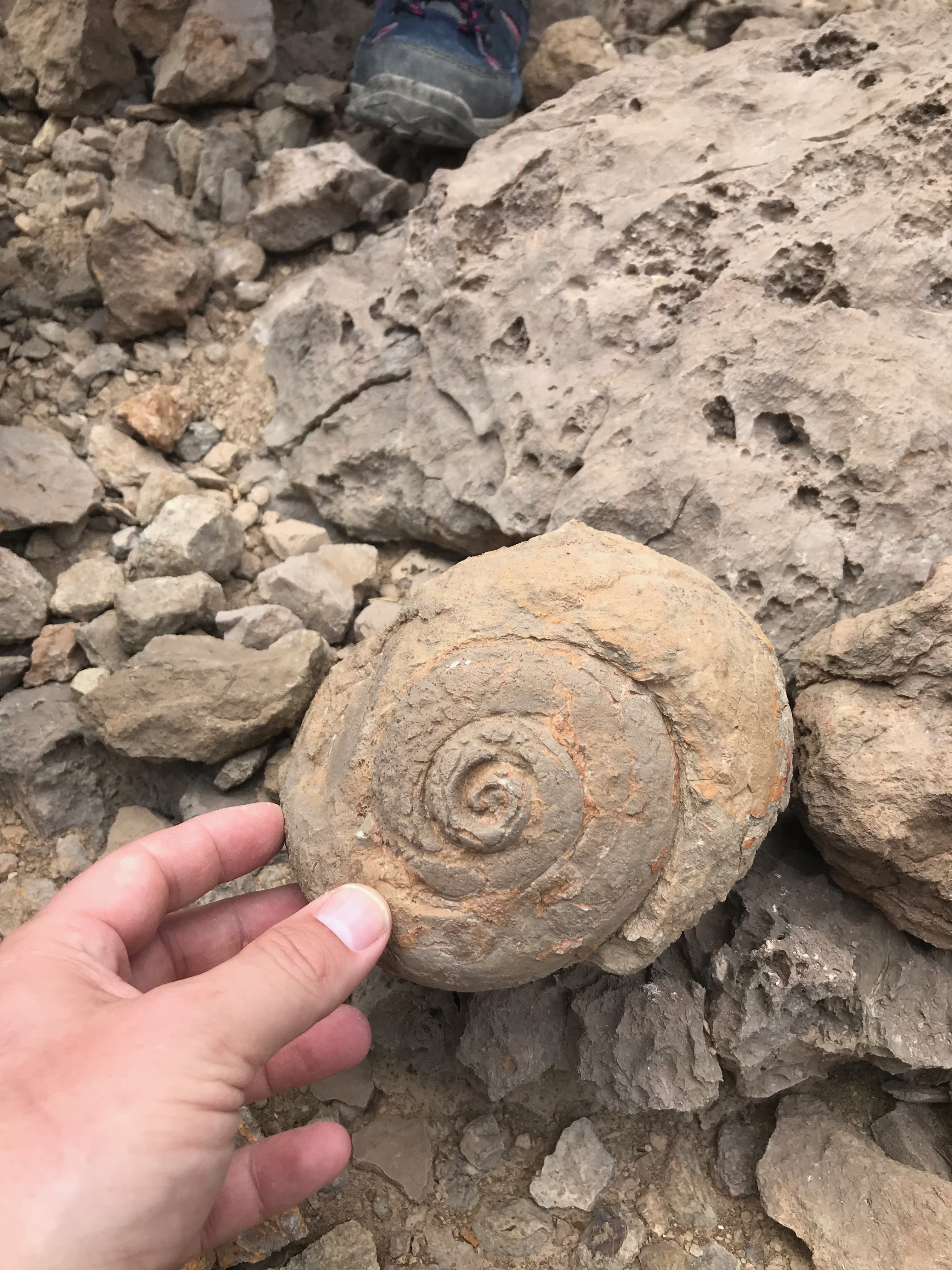 Oman field course