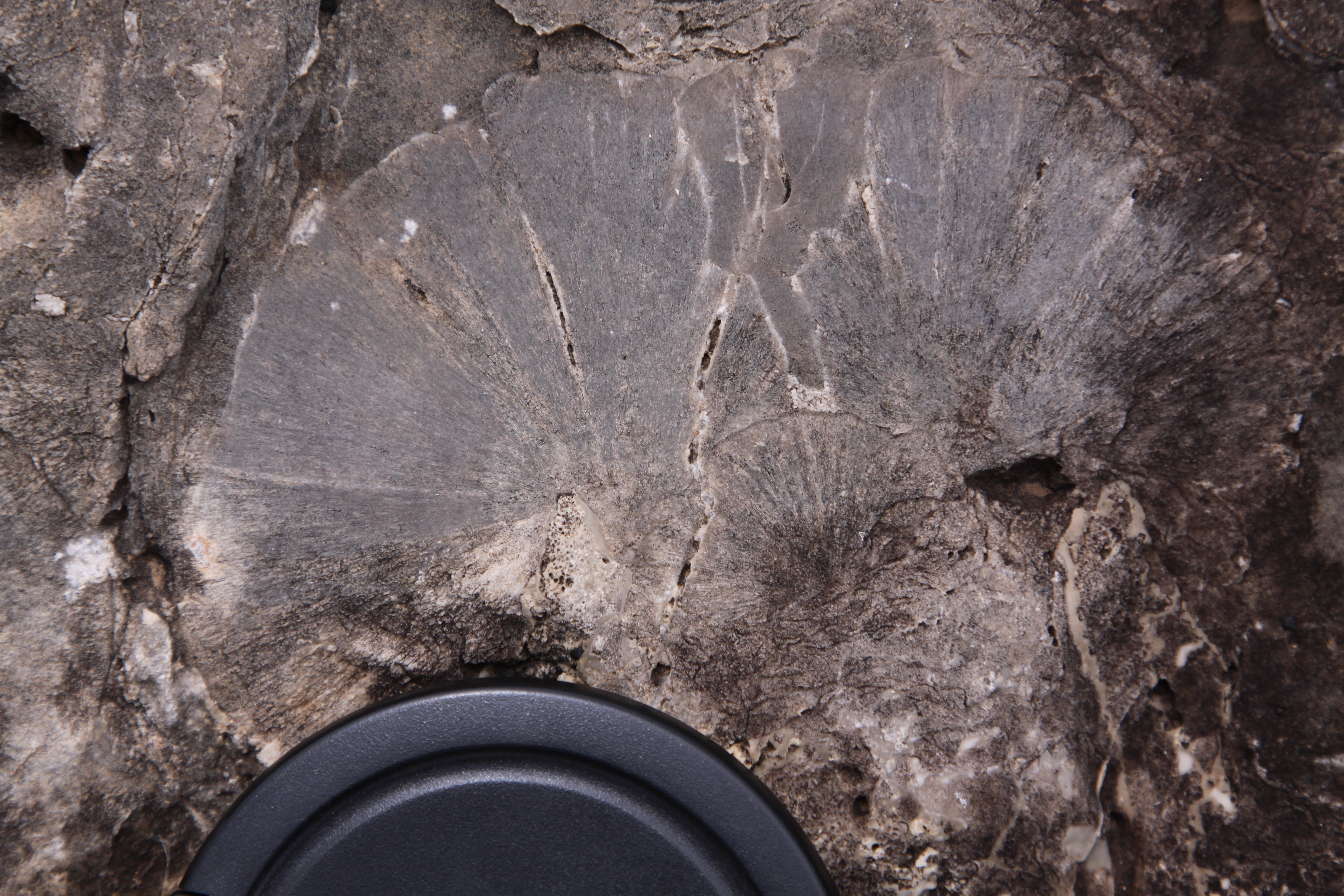 Permian Basin field course