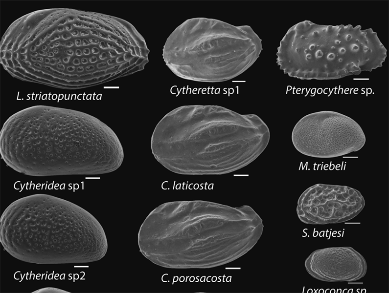 Disentangling the impact of global and regional climate changes during the middle Eocene in the Hampshire Basin: new insights from carbonate clumped isotopes and ostracod …